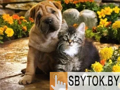 Ветеринар к Вам на дом