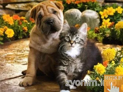 Ветеринар к Вам на дом