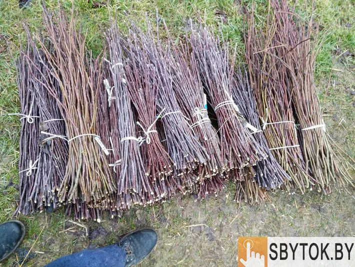 Черенки для прививки