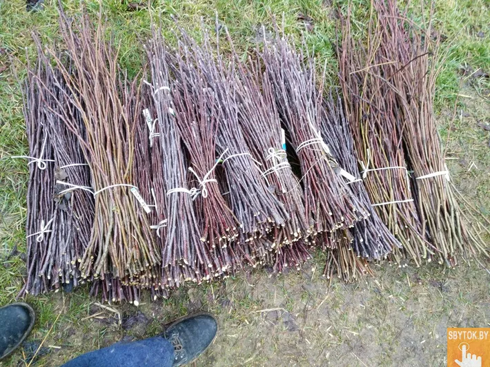 Черенки для прививки