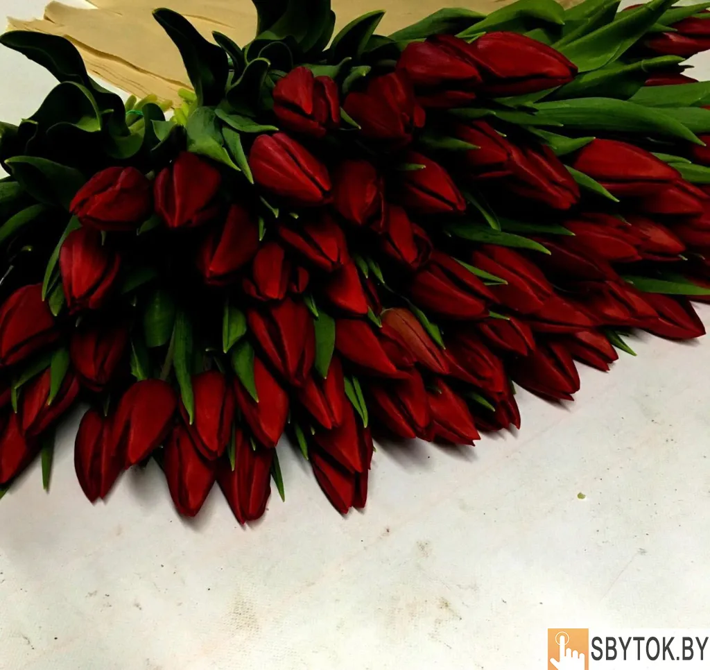 Тюльпаны белые опт. Документы.