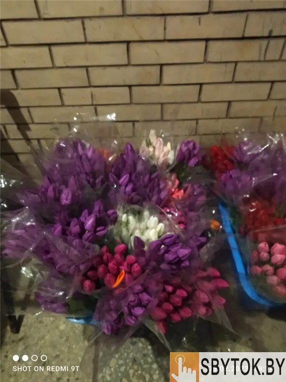 Тюльпаны фиолетовые оптом .Документы.