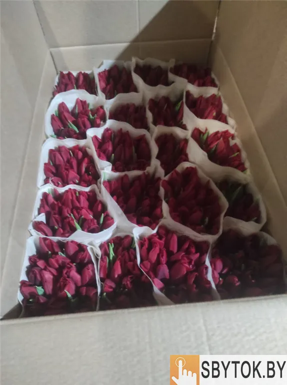 Тюльпаны жёлтые оптом. Документы.