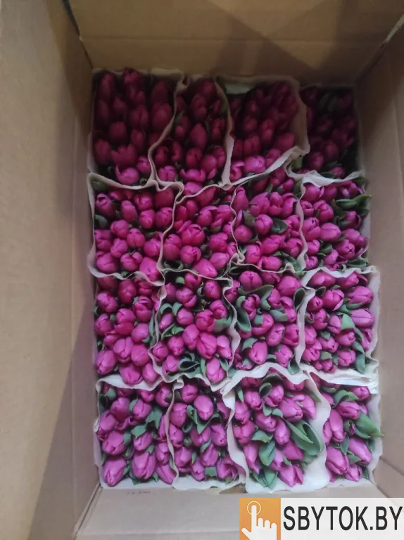 Тюльпаны розовые опт. Документы.