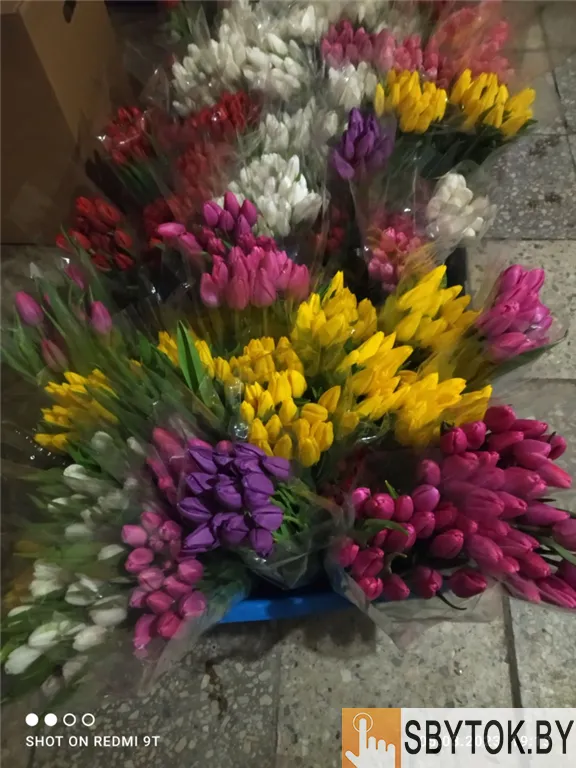 Тюльпаны премиум. Документы.