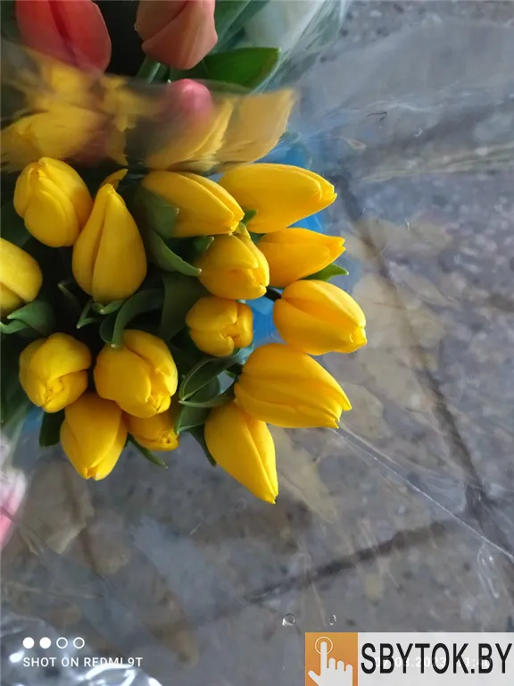 Тюльпаны премиум. Документы.