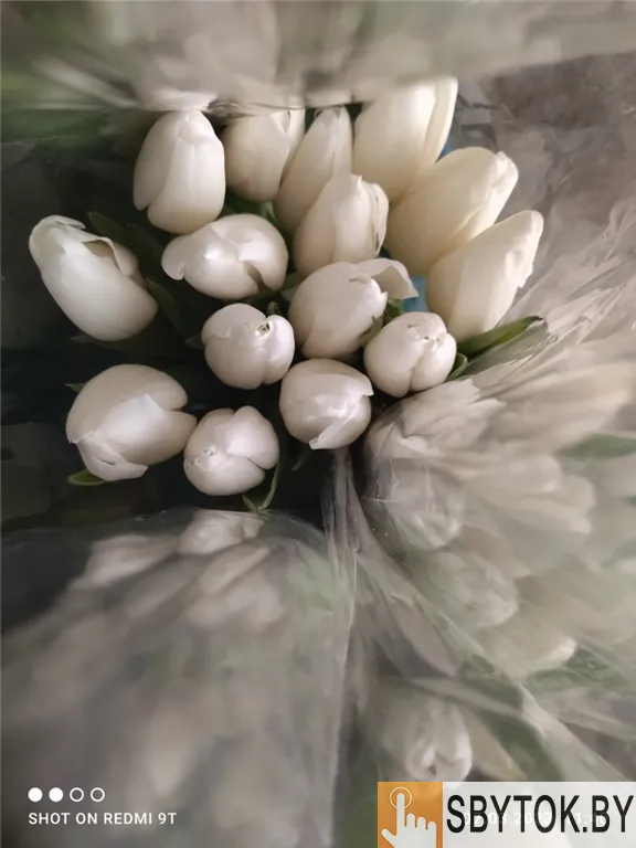 Тюльпаны премиум. Документы.