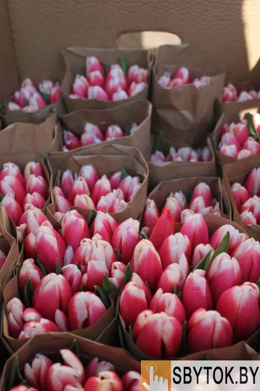 Тюльпаны премиум. Документы.