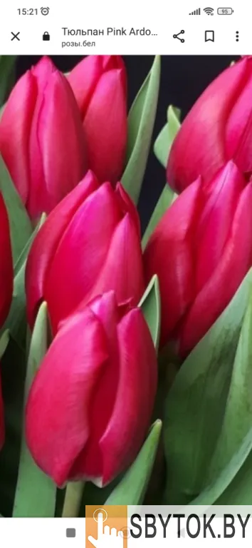 Тюльпаны премиум. Документы.