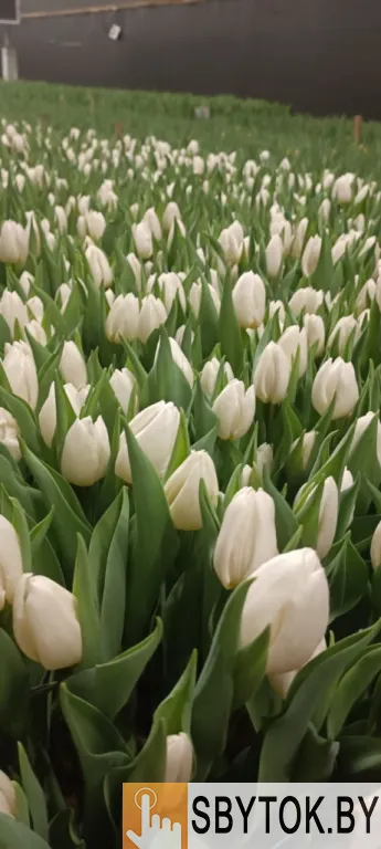 Тюльпаны премиум. Документы.