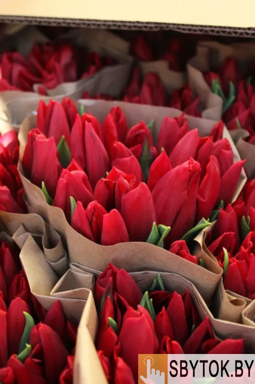 Тюльпаны опт красные. Документы.