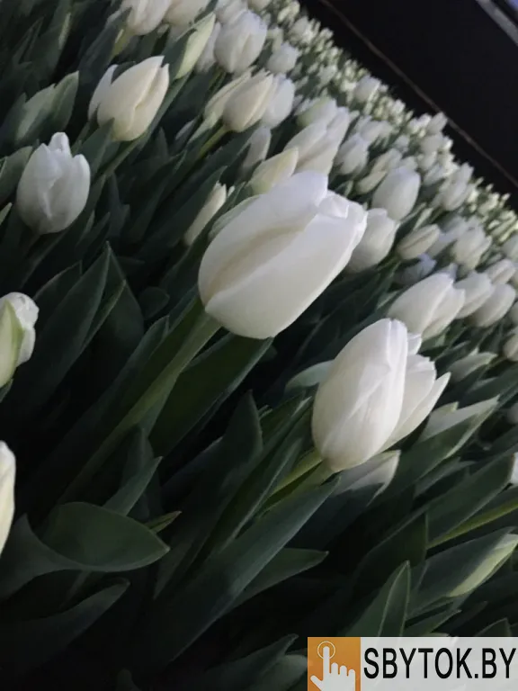 Тюльпаны опт красные. Документы.