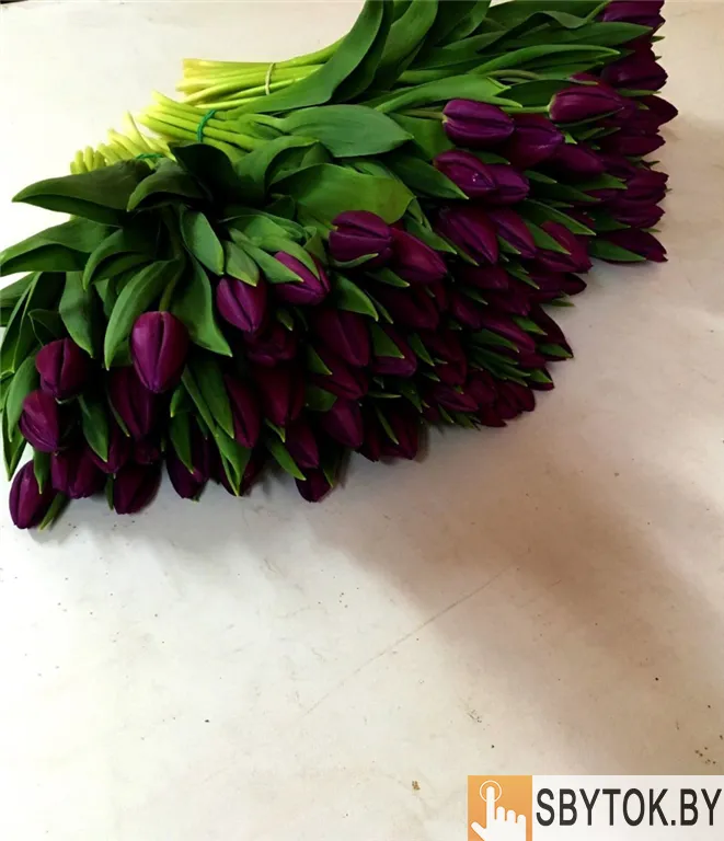 Тюльпаны фиолетовые оптом .Документы.