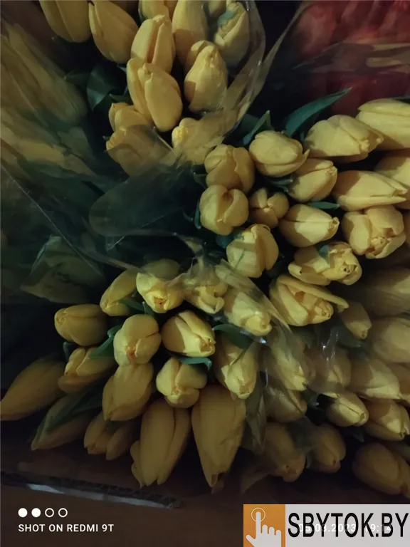 Тюльпаны фиолетовые оптом .Документы.