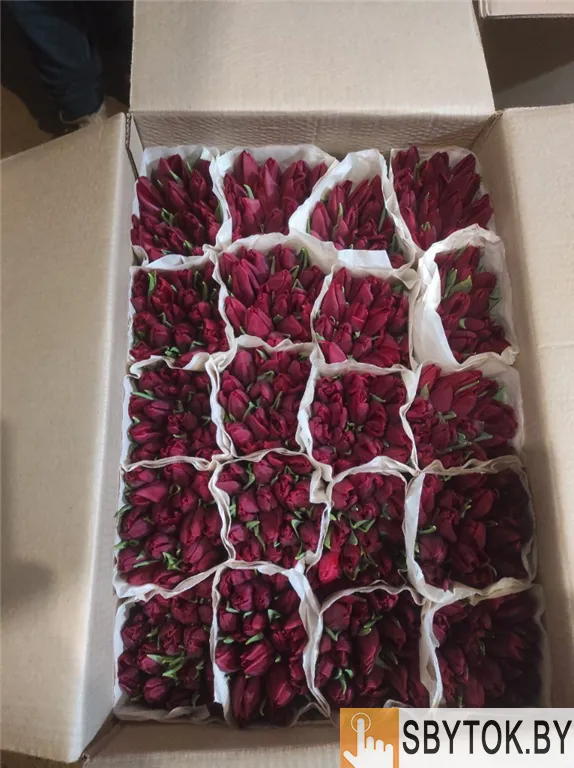 Тюльпаны фиолетовые оптом .Документы.