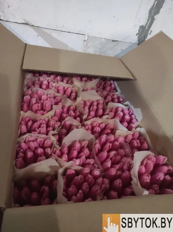 Тюльпаны розовые опт. Документы.