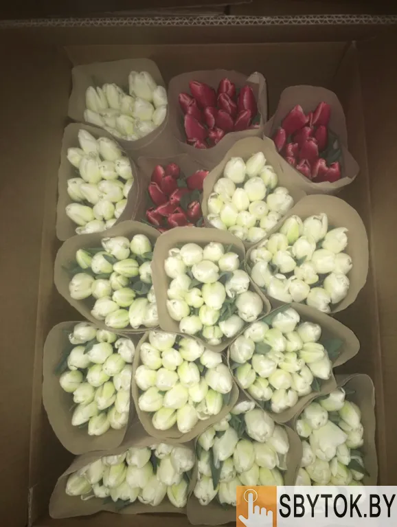 Тюльпаны розовые опт. Документы.