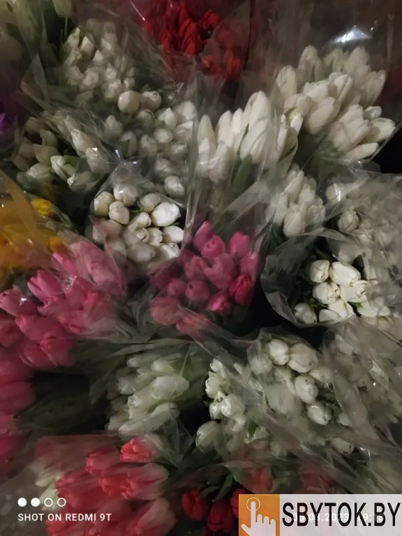 Тюльпаны розовые опт. Документы.