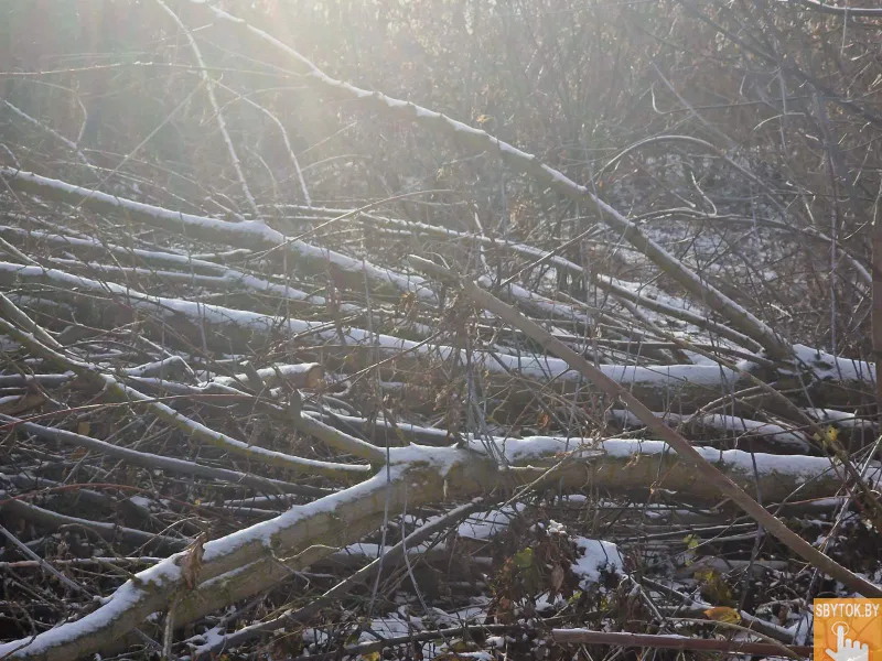 Спил деревьев