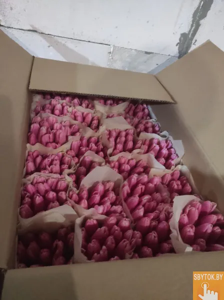 Тюльпаны розовые опт. Документы.