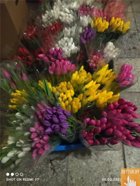 Тюльпаны премиум. Документы.