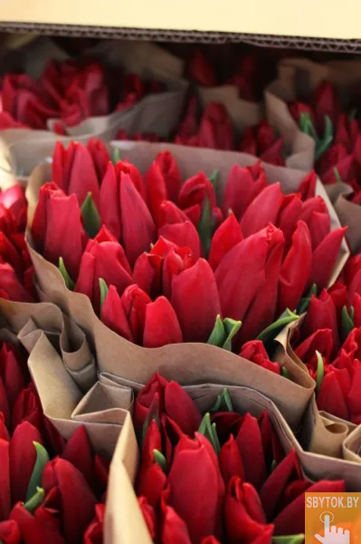 Тюльпаны опт красные. Документы.