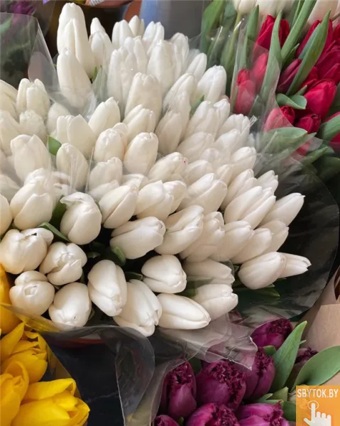 Тюльпаны белые опт. Документы.