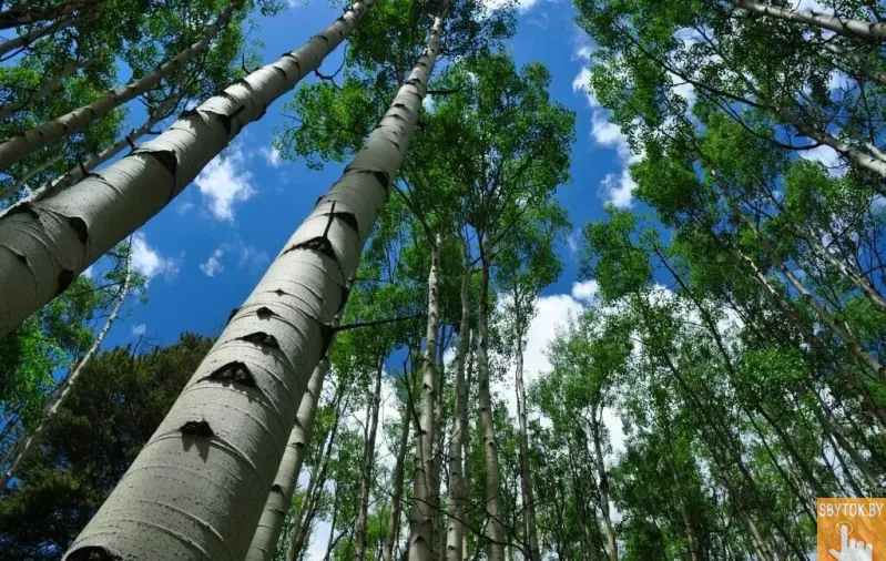 Репетитор по биологии и химии. Тел. 8(033)6048301